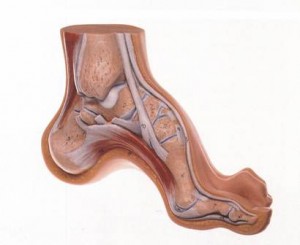 Полая стопа