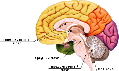 Вирусный менингит