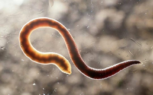 Осторожно, глисты! 10 симптомов, указывающих на паразитов