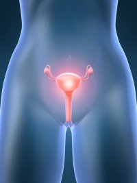 Яичники - что надо знать о женских яичниках