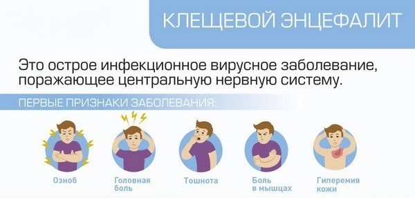 Как вытащить клеща. Чем опасен его укус