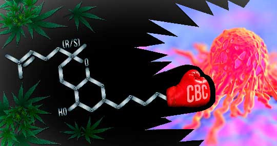 Марихуану могут включить в протоколы лечения рака