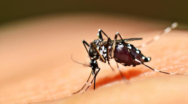 Геморрагические лихорадки