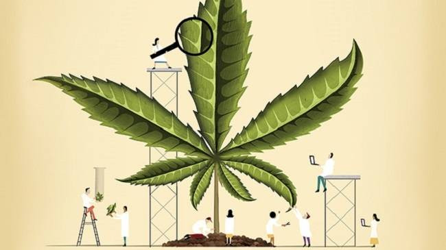 Марихуану могут включить в протоколы лечения рака