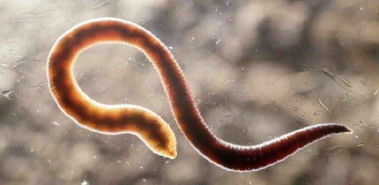 Анкилостомидоз