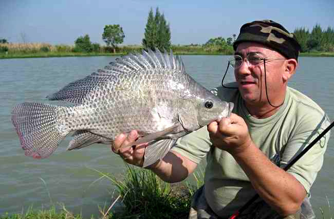 Бразильские ученые используют кожу рыб для лечения ожогов