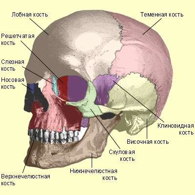 Перелом черепа