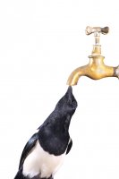 Обезвоживание