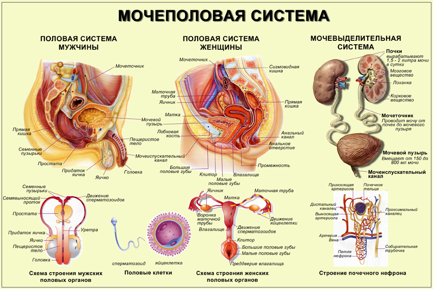 Ночное недержание мочи у детей и взрослых: что мешает спать в сухой постели?