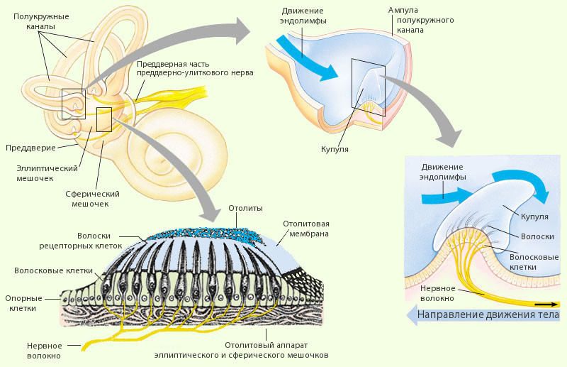 Почему вас укачивает, и что с этим делать