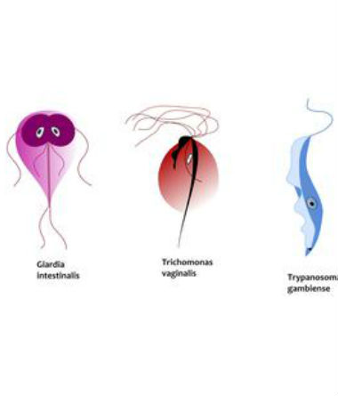 История венерических болезней