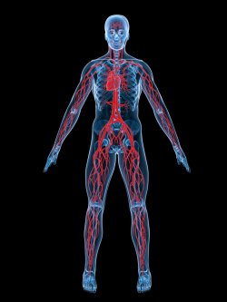 Заболевания периферических артерий